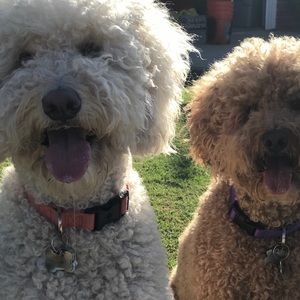 Meet your Posher, Haley